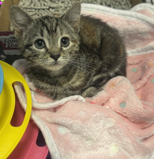 Koi, an adoptable Domestic Short Hair in Brooklyn, NY