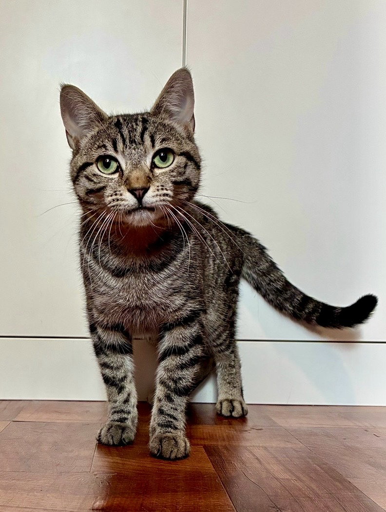 Kyle, cat