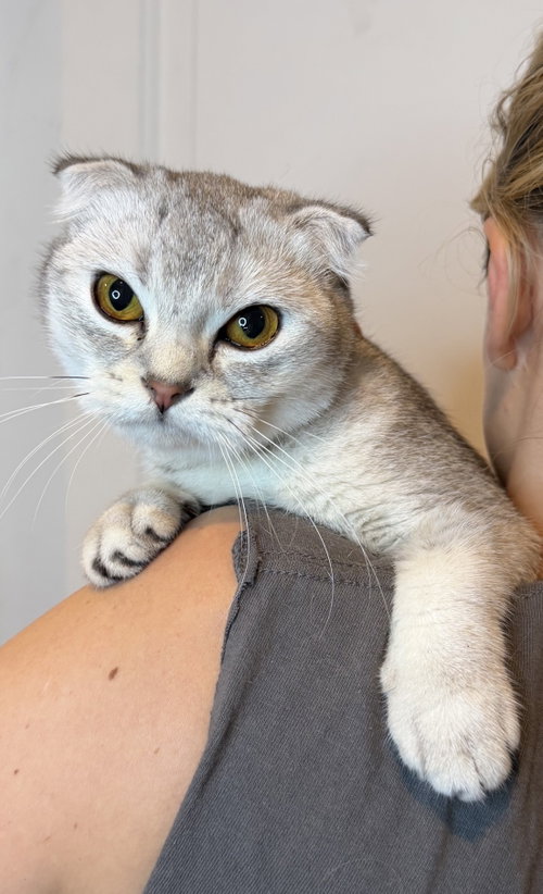 Rosemarie, an adoptable Scottish Fold in Brooklyn, NY