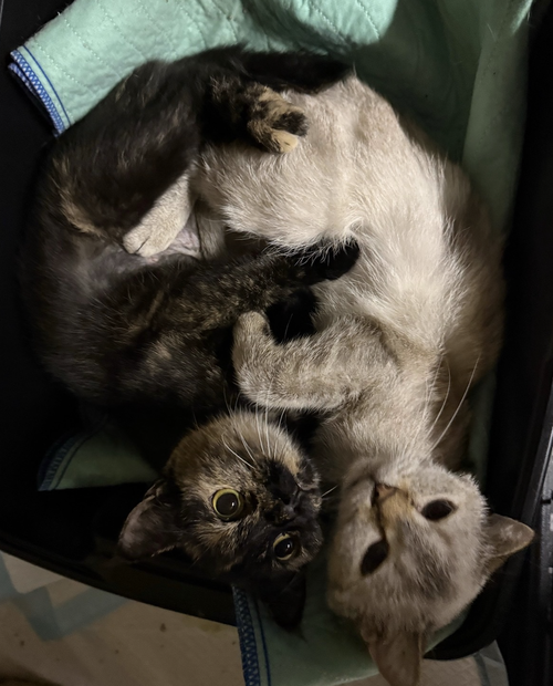Styx & Nix photo 6