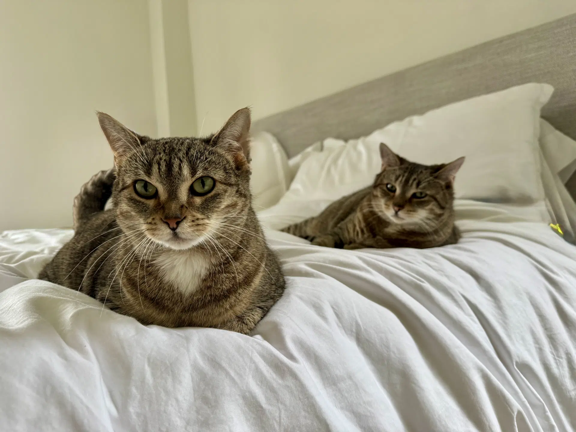 Figgy And Luna image 4