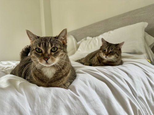 Figgy And Luna photo 3
