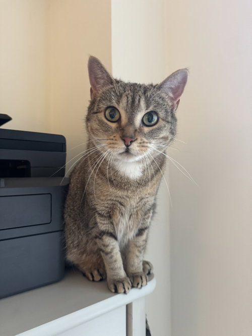 Figgy and Luna, an adoptable Domestic Short Hair in Brooklyn, NY