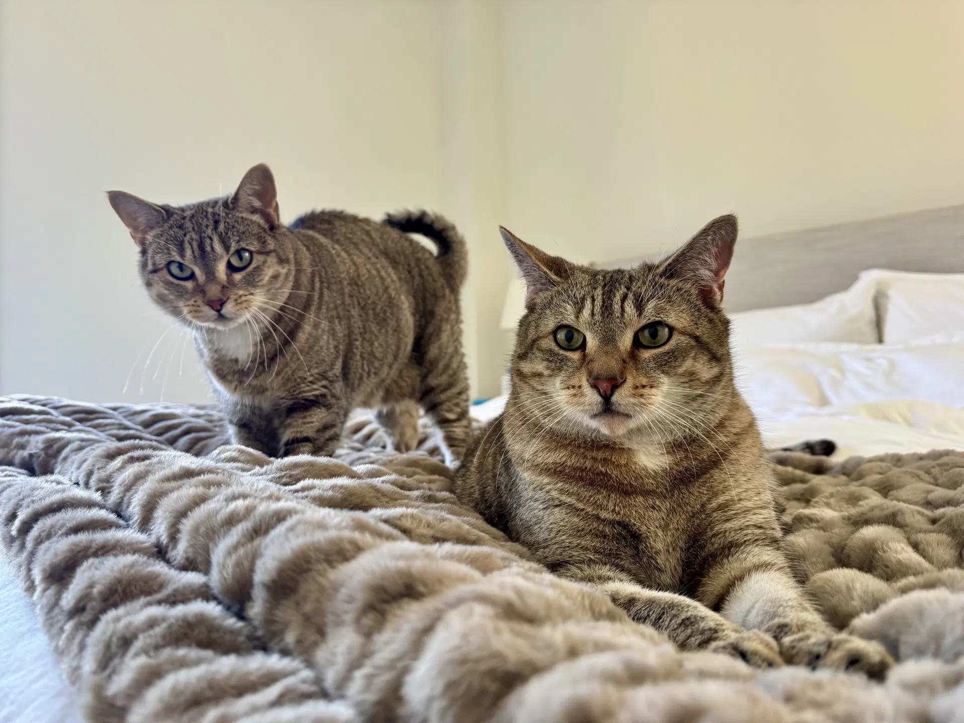 Figgy And Luna - Domestic Short Hair