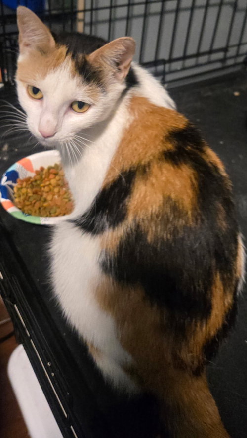 Summer, an adoptable Calico in Brooklyn, NY