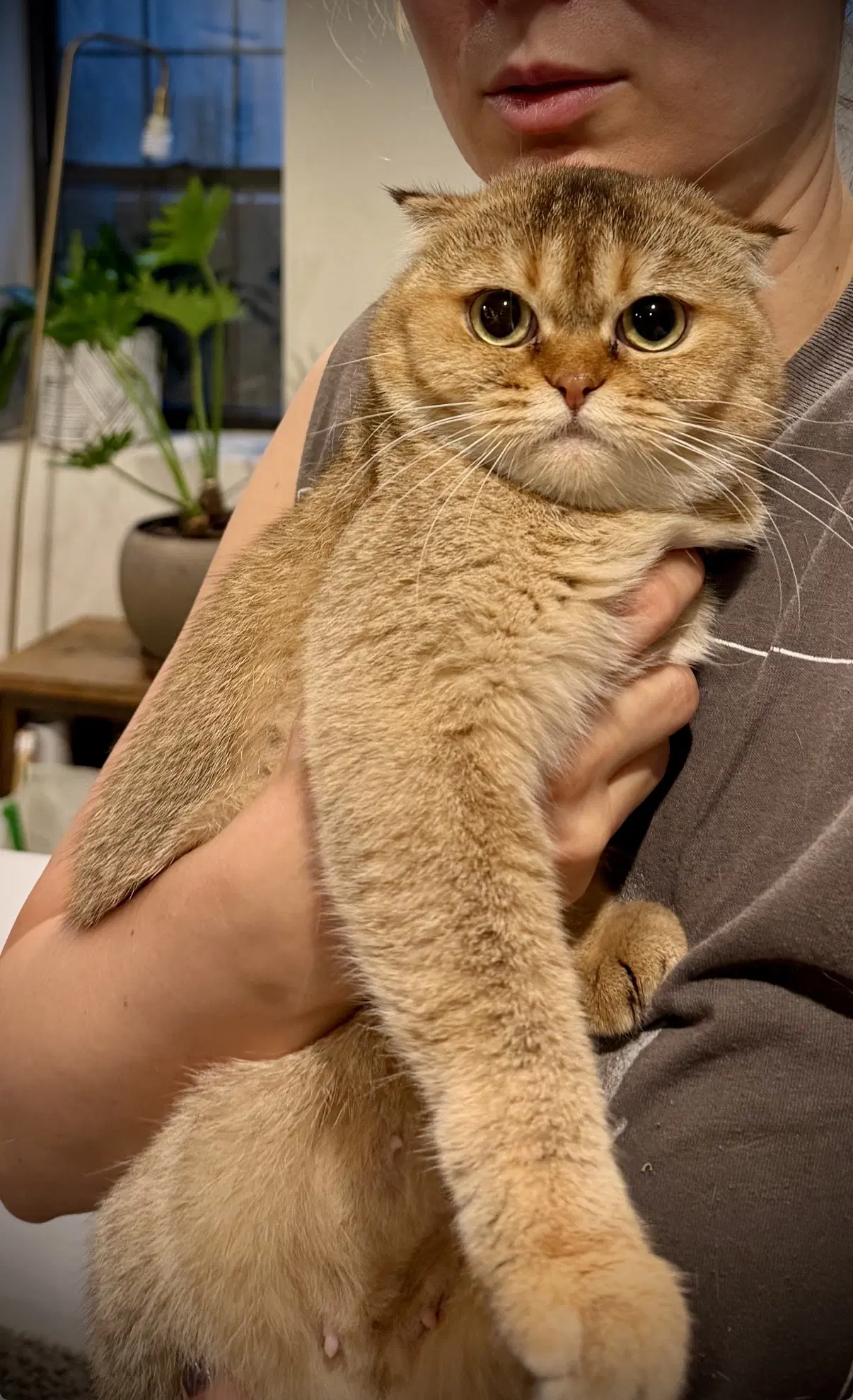 Toffee - Scottish Fold