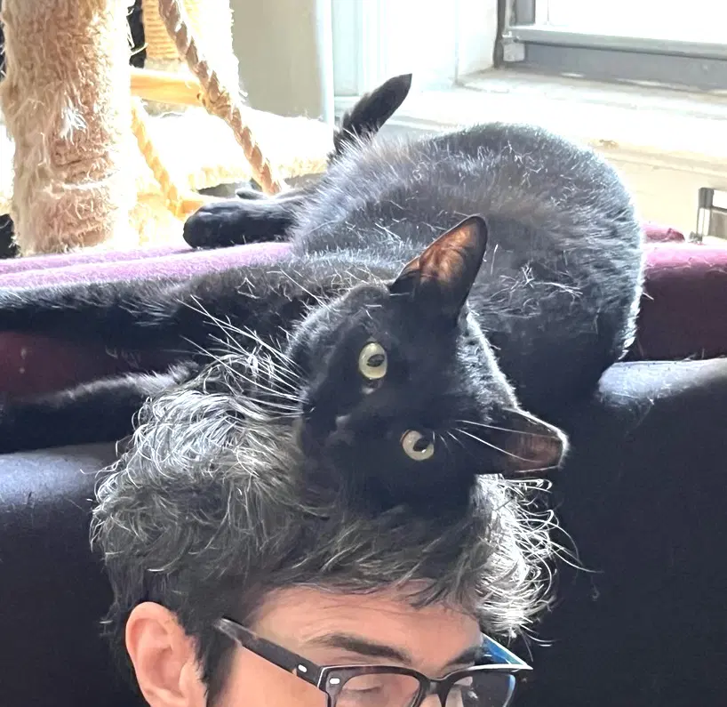 Coala - Domestic Short Hair