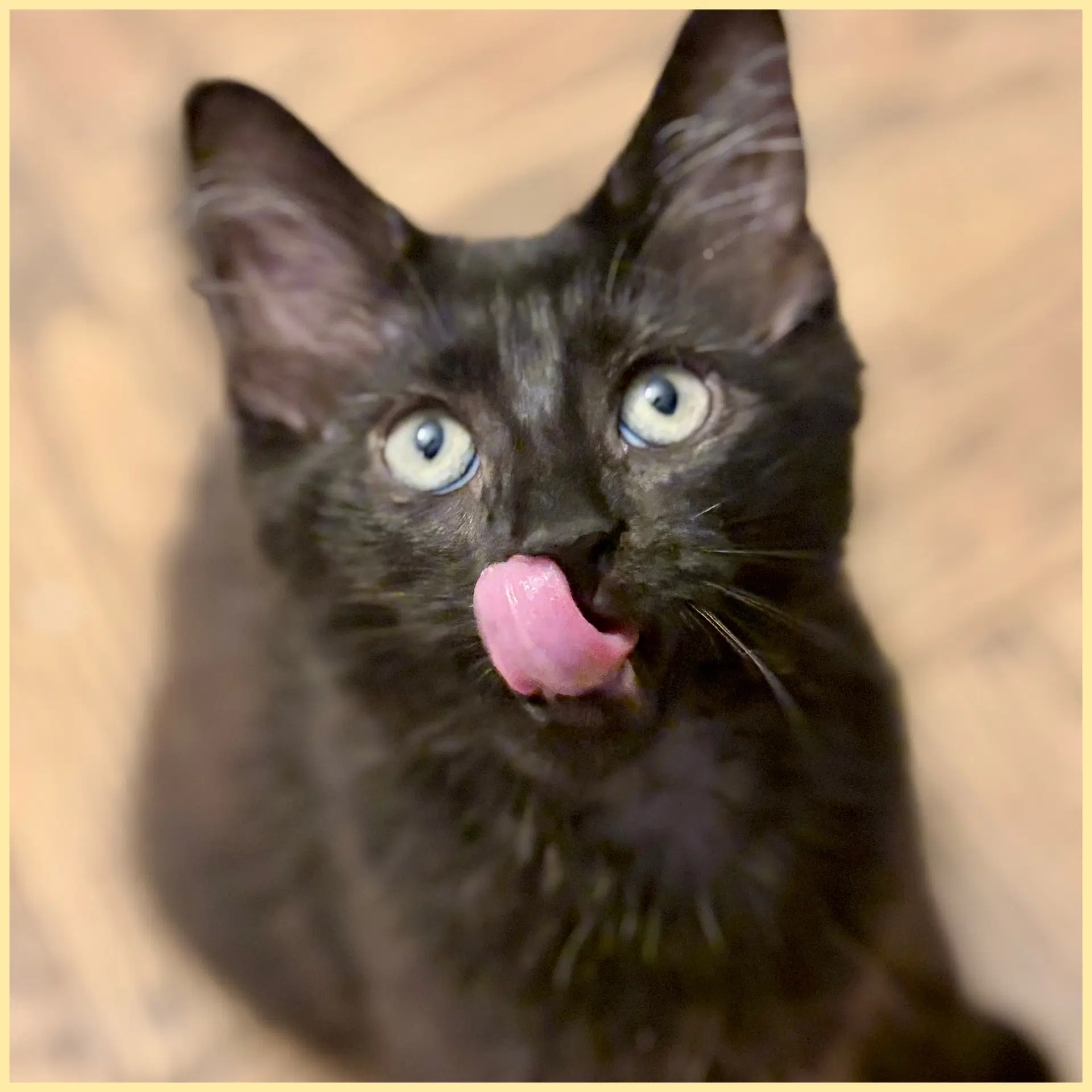 Espresso - Domestic Short Hair