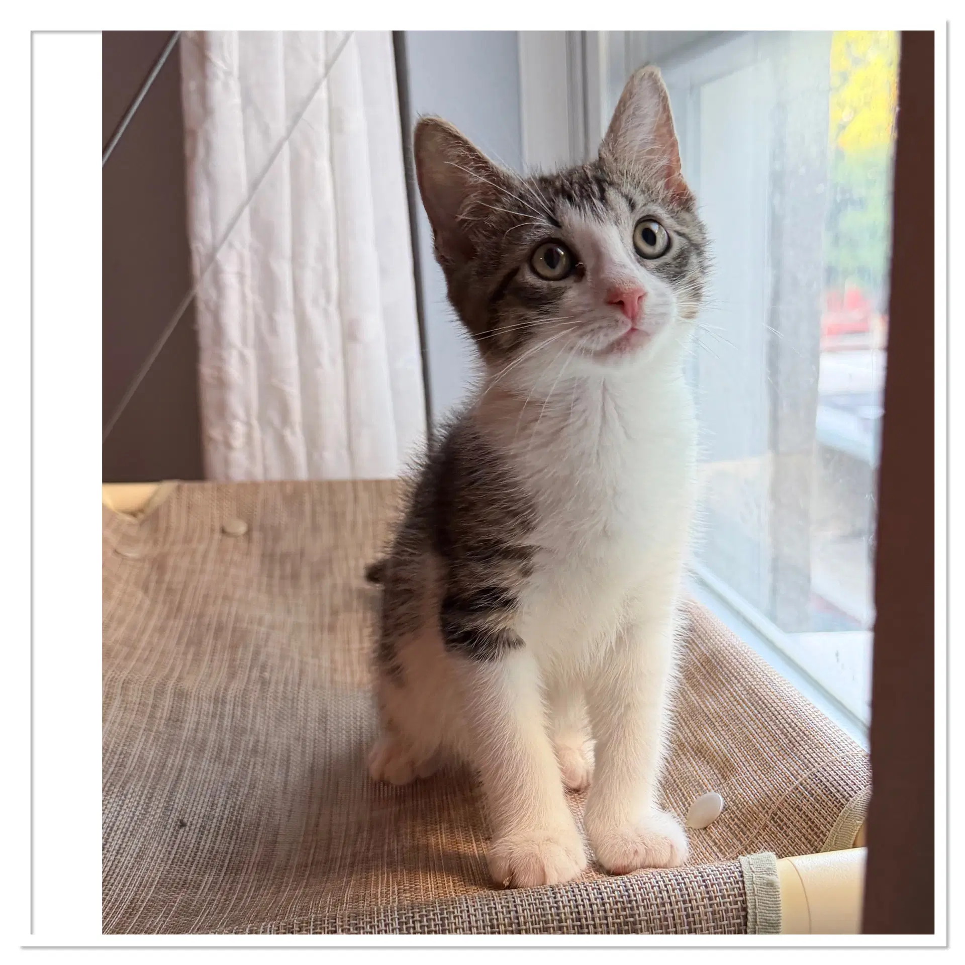 Limoncella - Domestic Short Hair