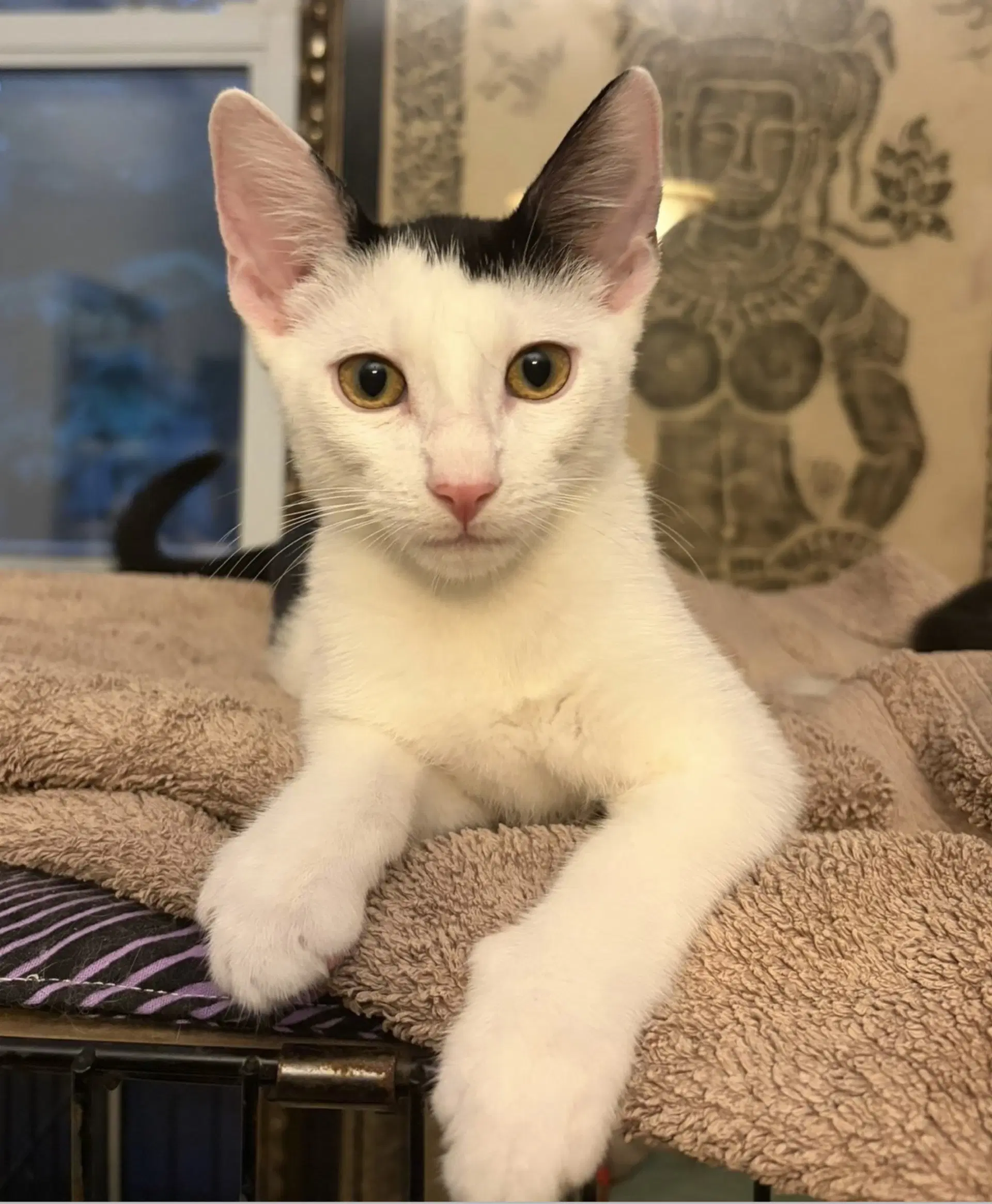 Pony - Domestic Short Hair