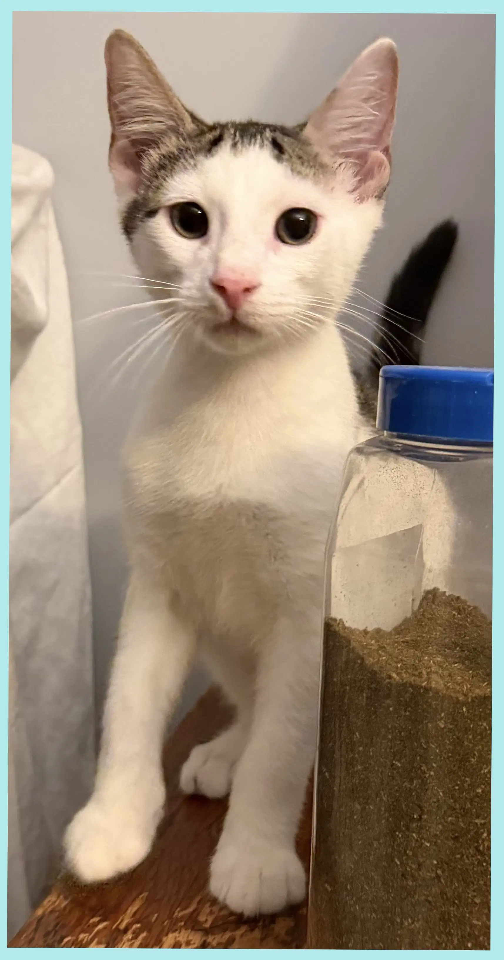Tio Maria - Domestic Short Hair