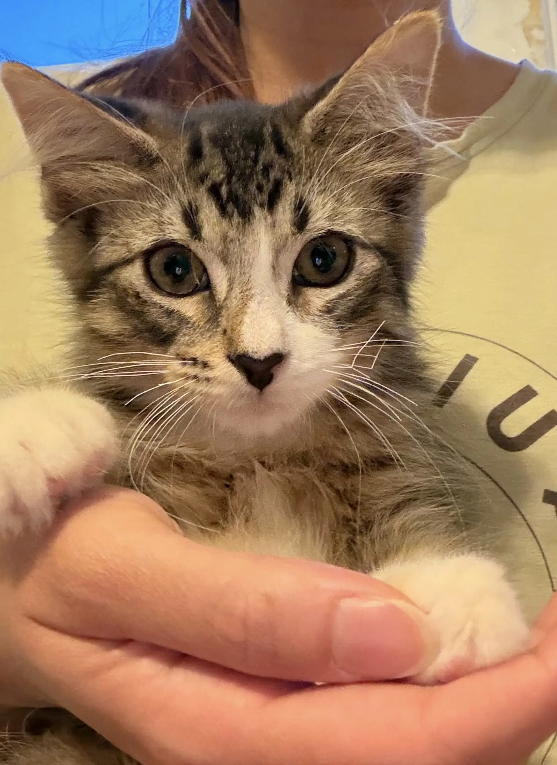 Macchiato - Domestic Short Hair