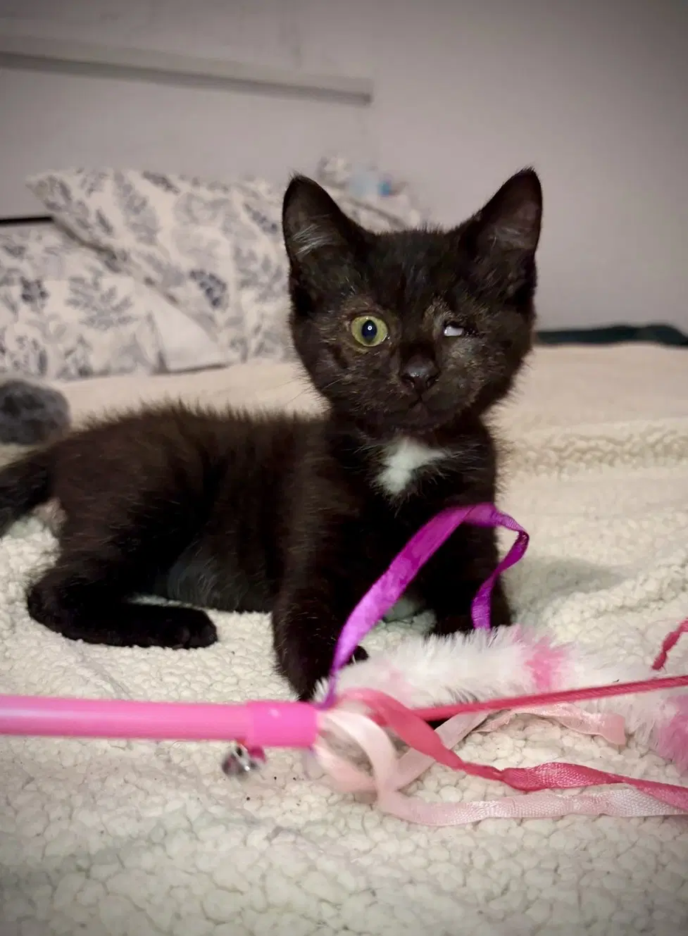One-Eyed Jackie - Domestic Short Hair
