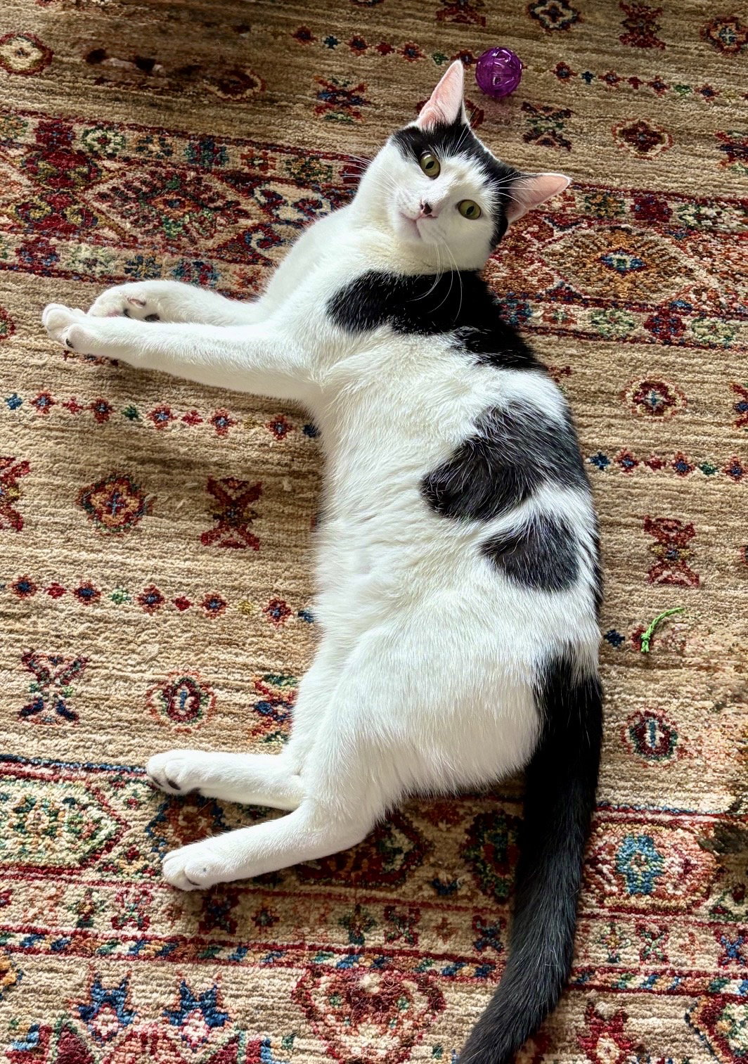 Alonzo, Domestic Short Hair