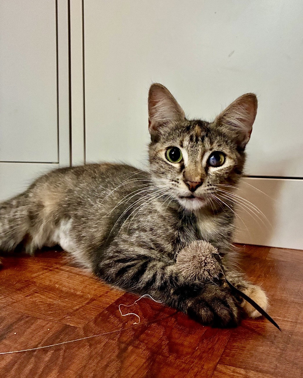 Esmeralda, cat