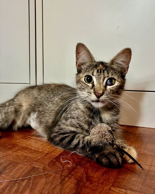 Esmeralda, a cat for adoption from Brooklyn Animal Action