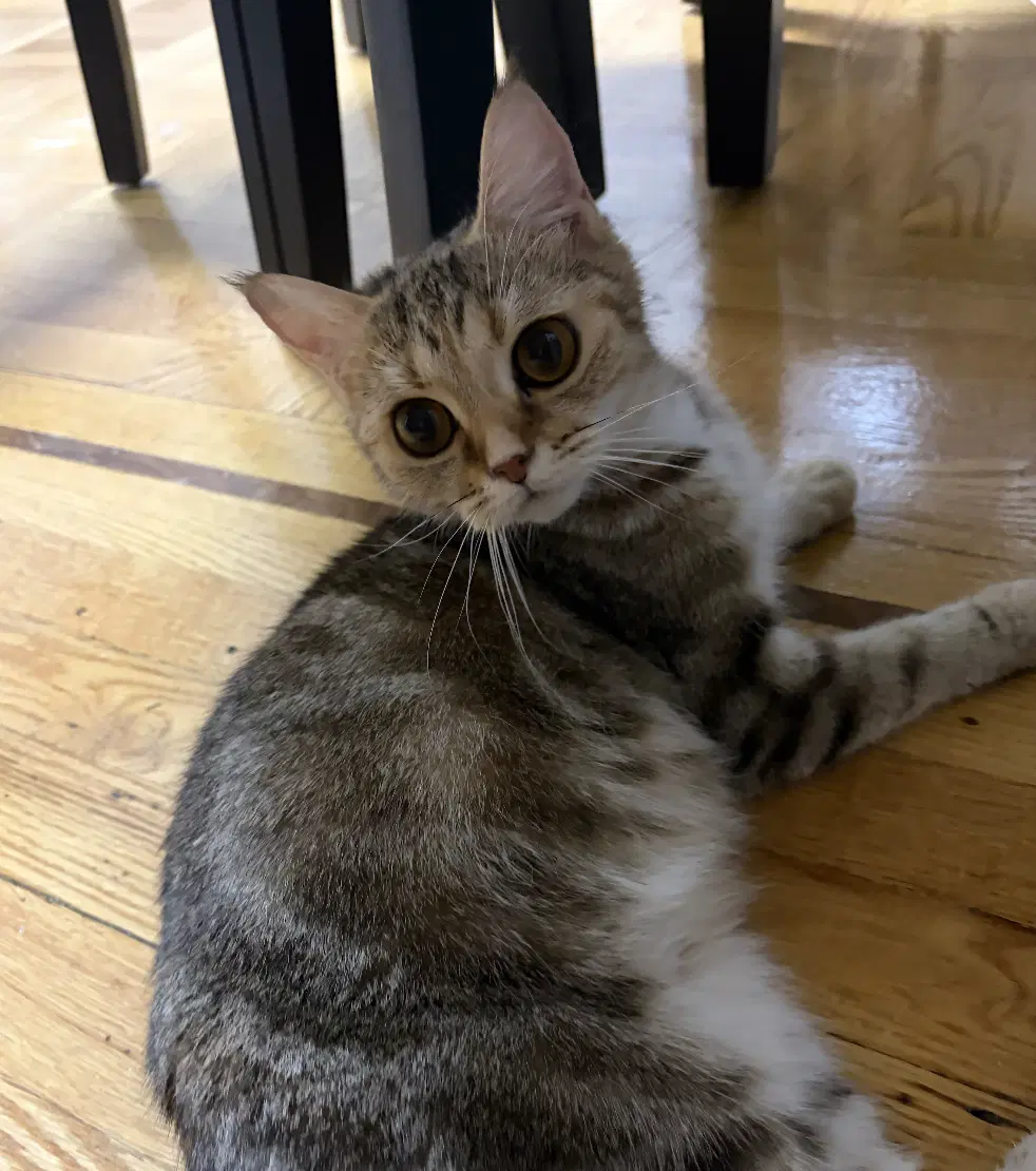 Elara image 1