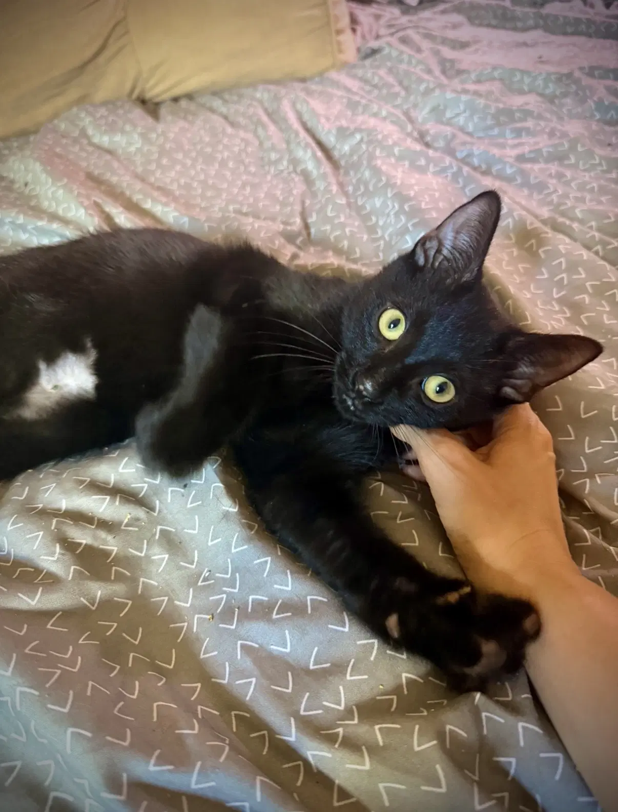 Peanut Butter - Domestic Short Hair