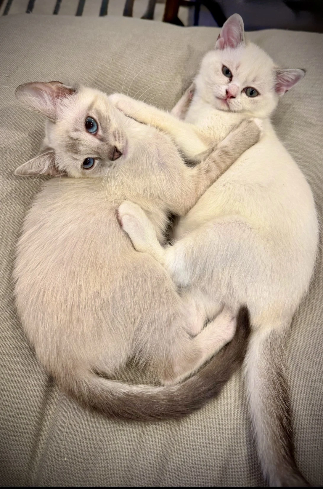 Lychee And Sir Kneads A Lot