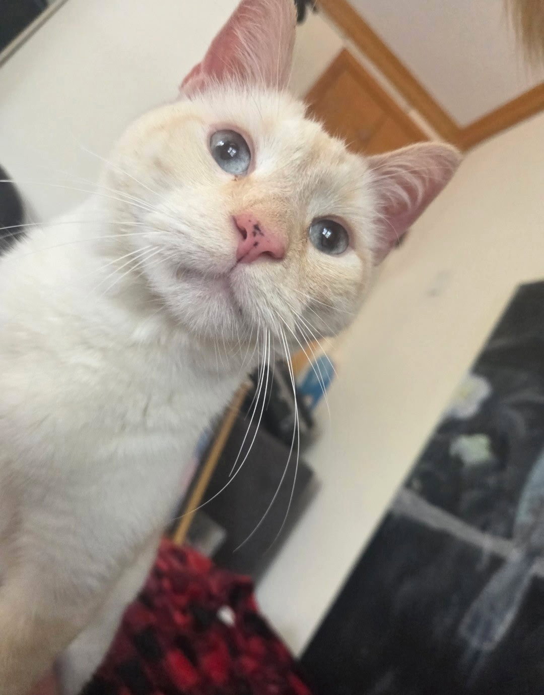 Leo, cat