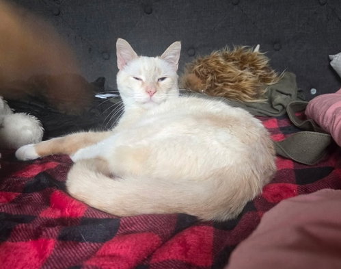 Leo, photo 9