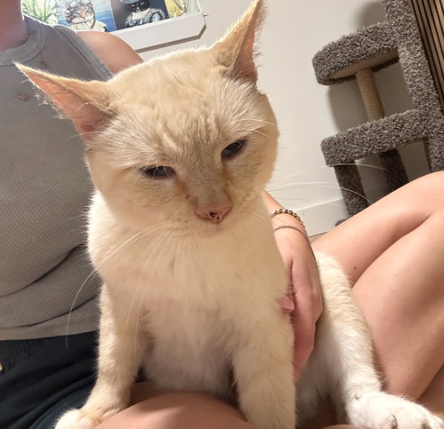 Leo, a cat for adoption from Brooklyn Animal Action
