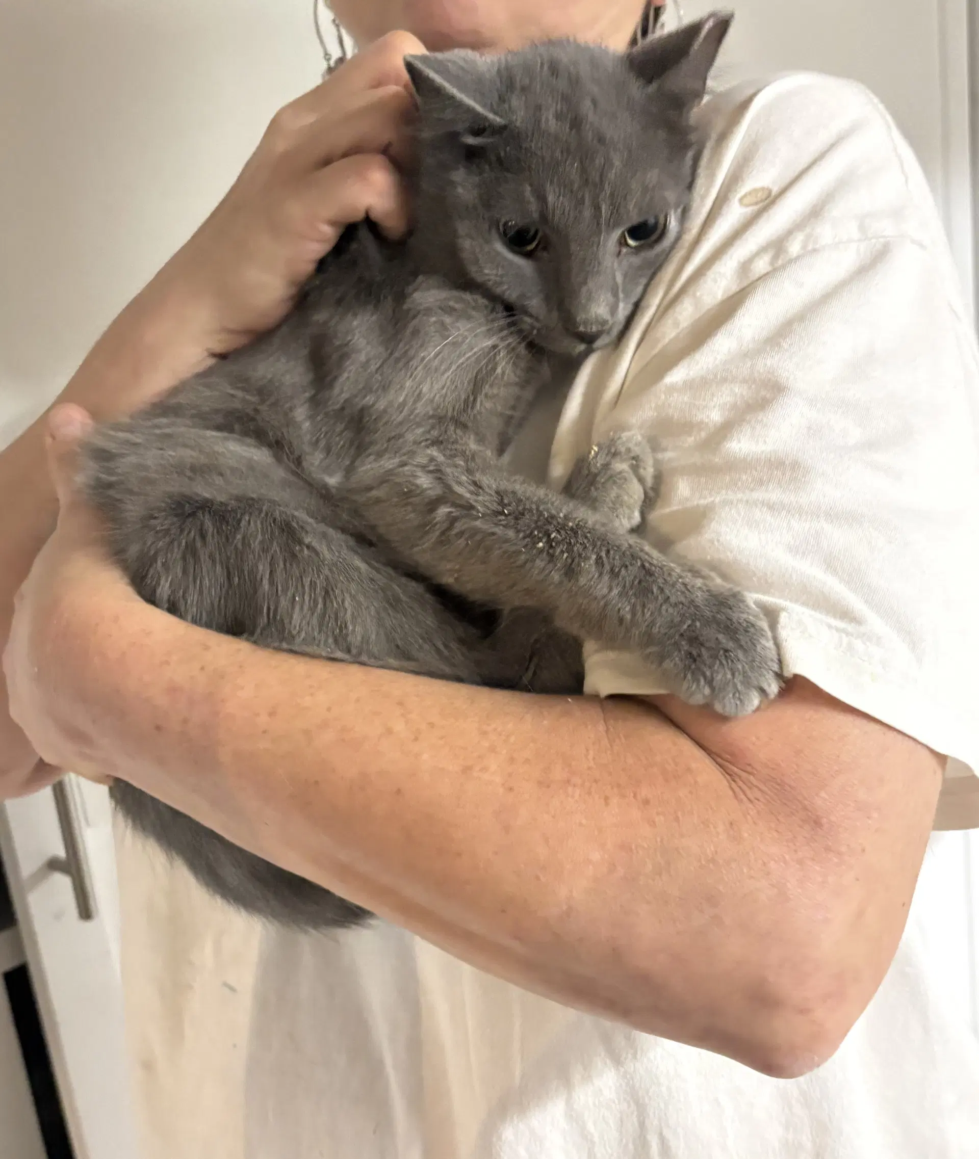Ember - Russian Blue