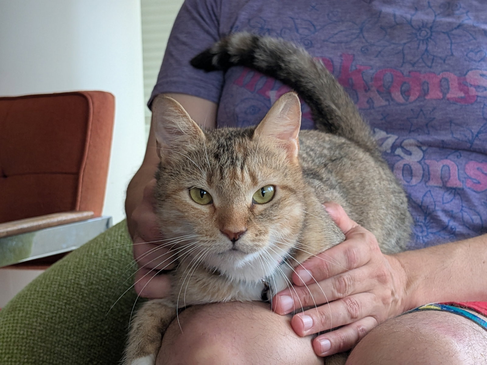 Sierra, cat — photo 1 of 5