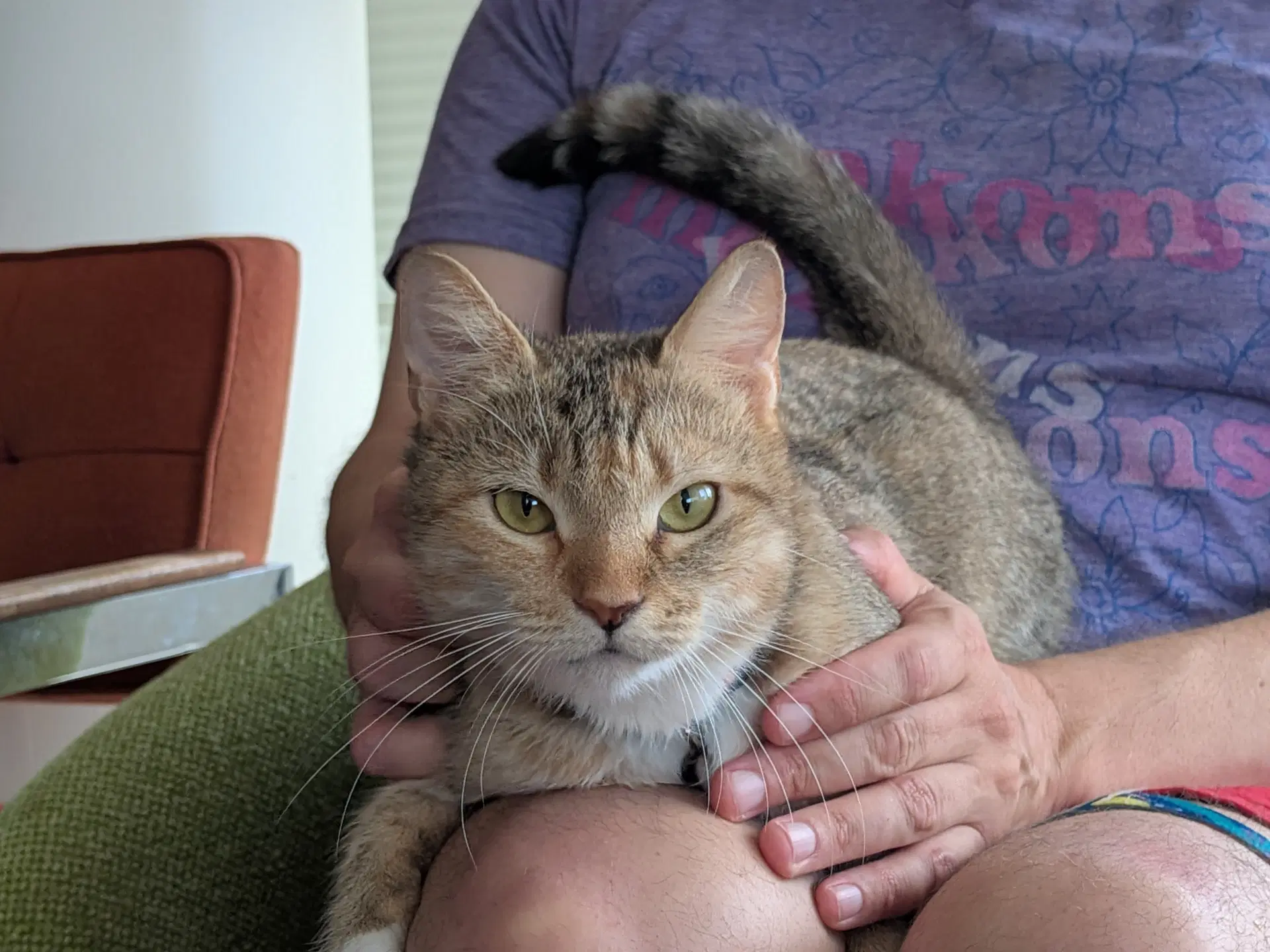 Sierra - Domestic Short Hair