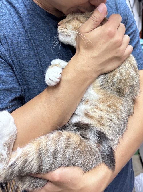 Sierra, a cat for adoption from Brooklyn Animal Action