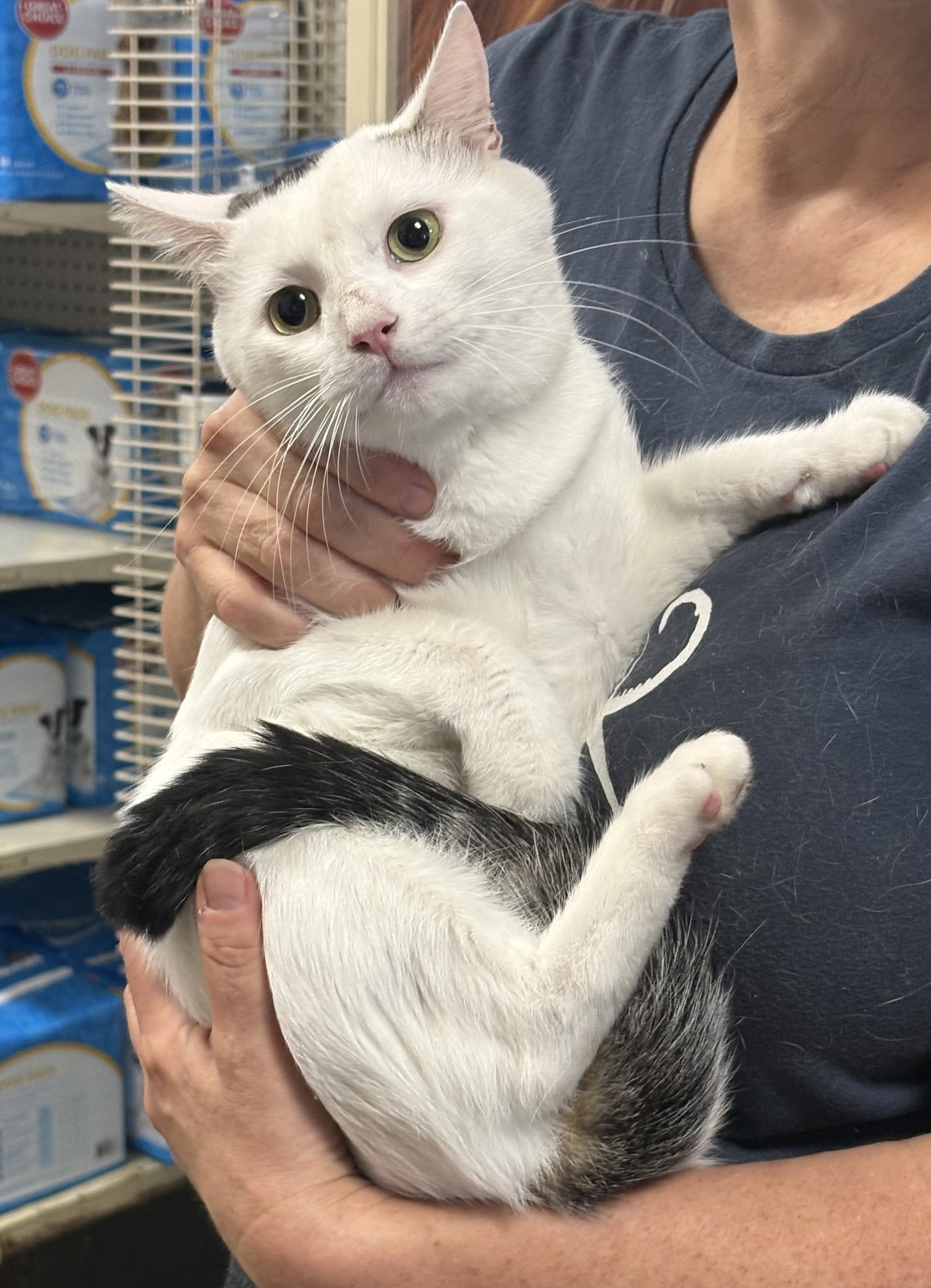 Sprite, cat