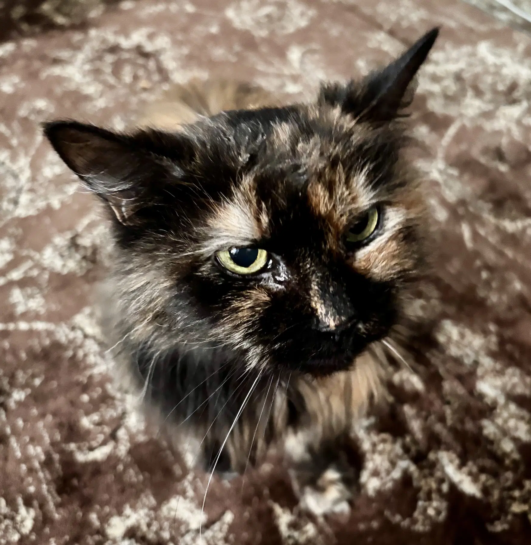Camilla image 2