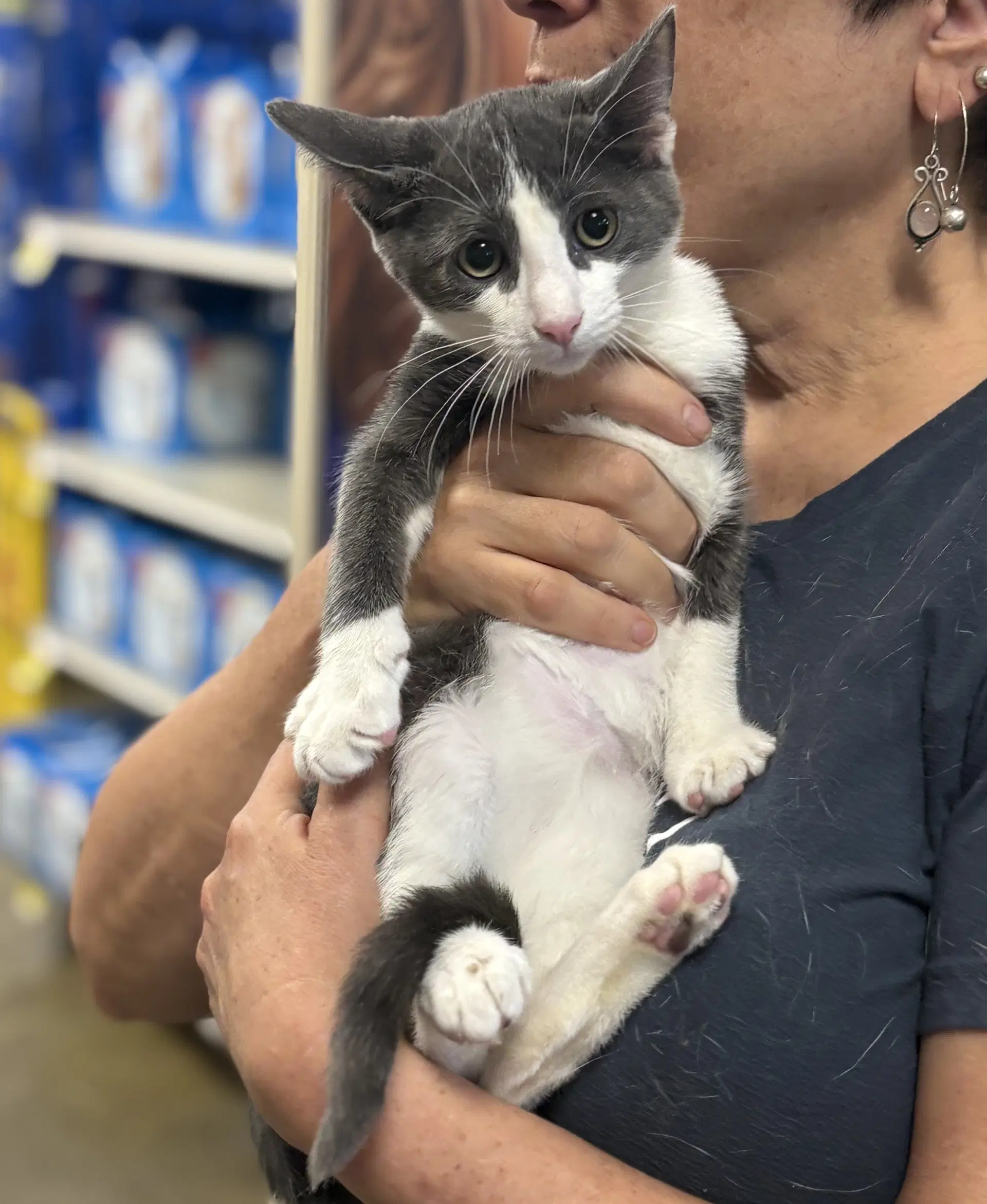 Bentley - Domestic Short Hair