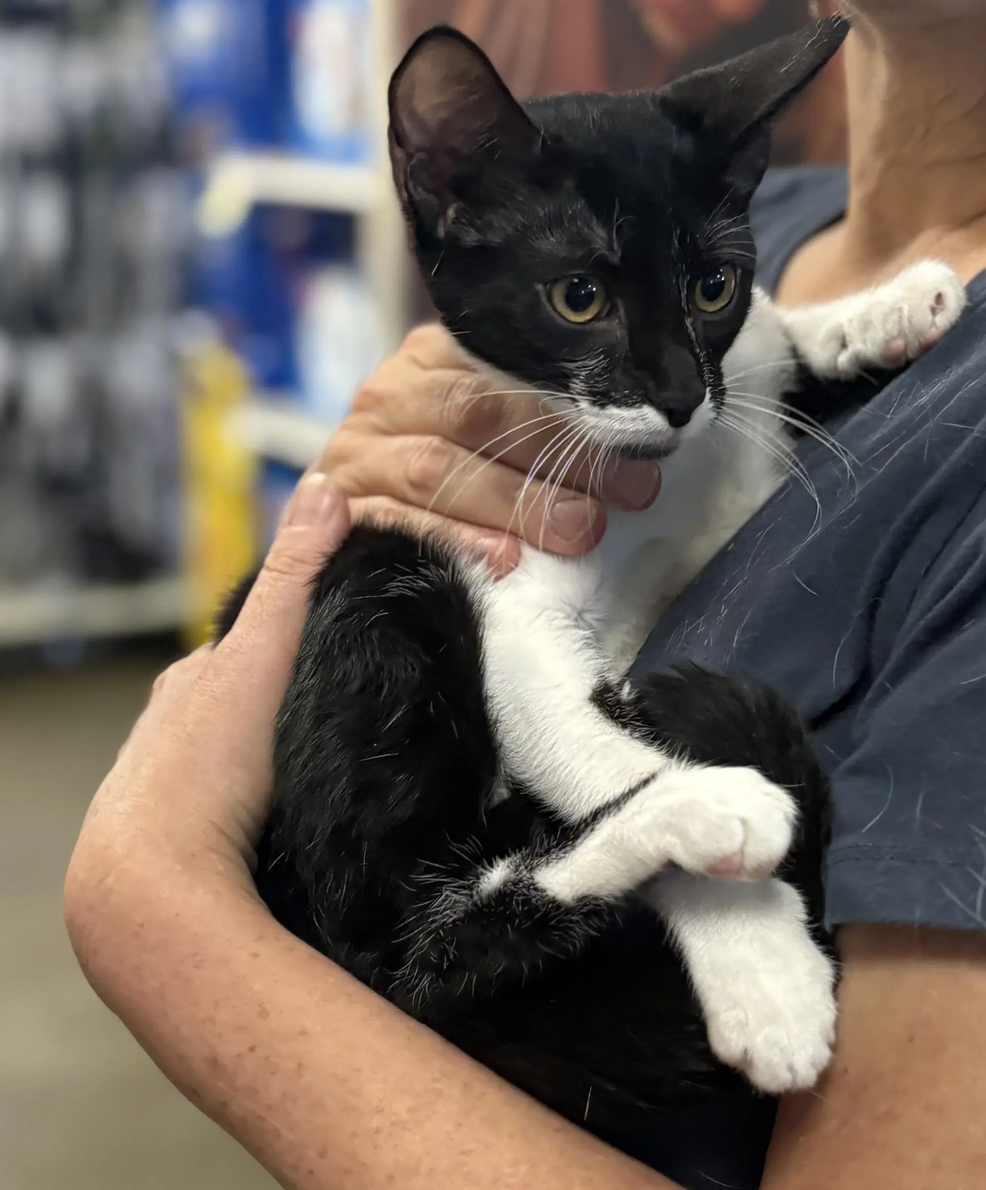 Aston - Domestic Short Hair