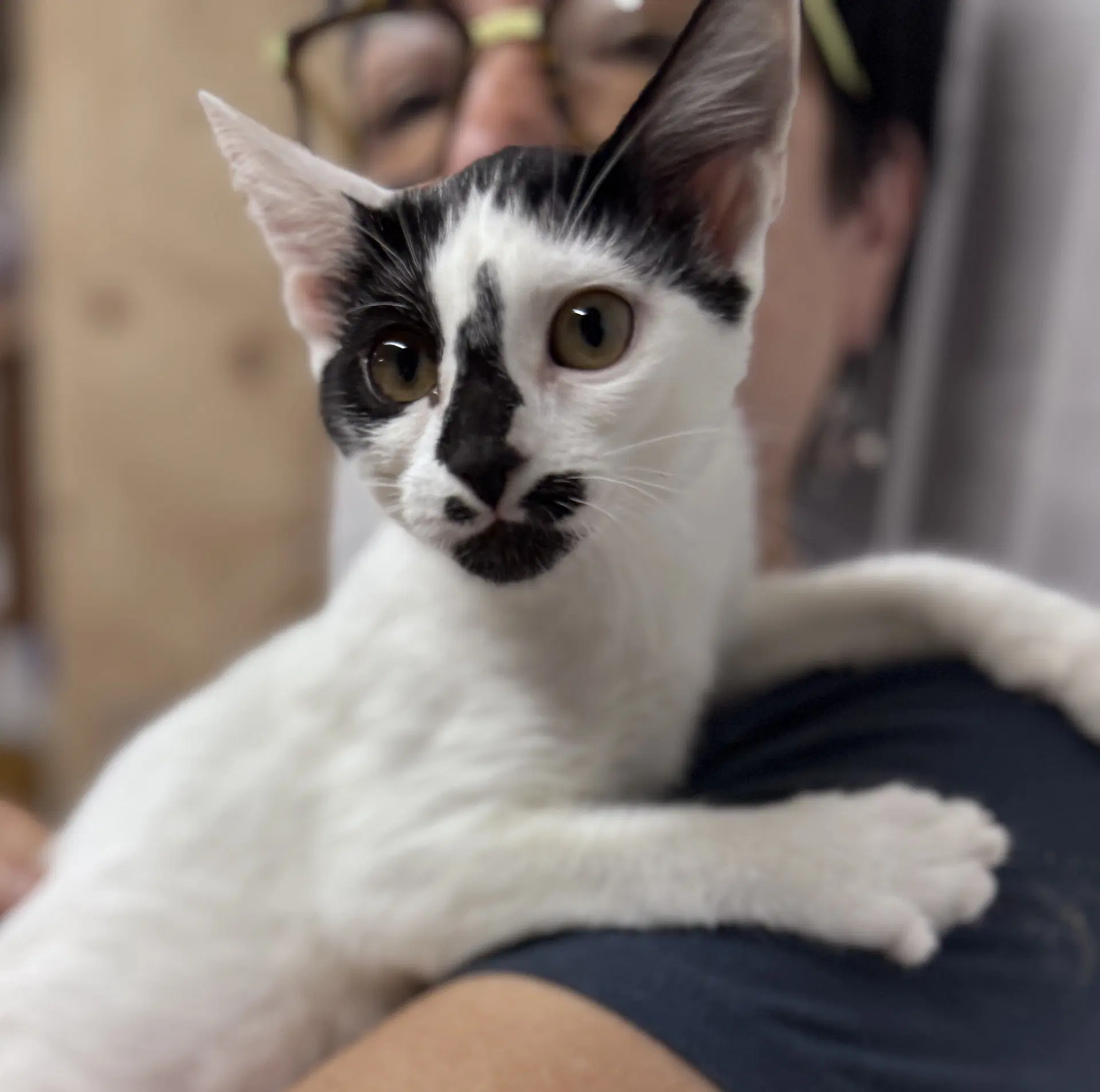 Mercedes - Domestic Short Hair