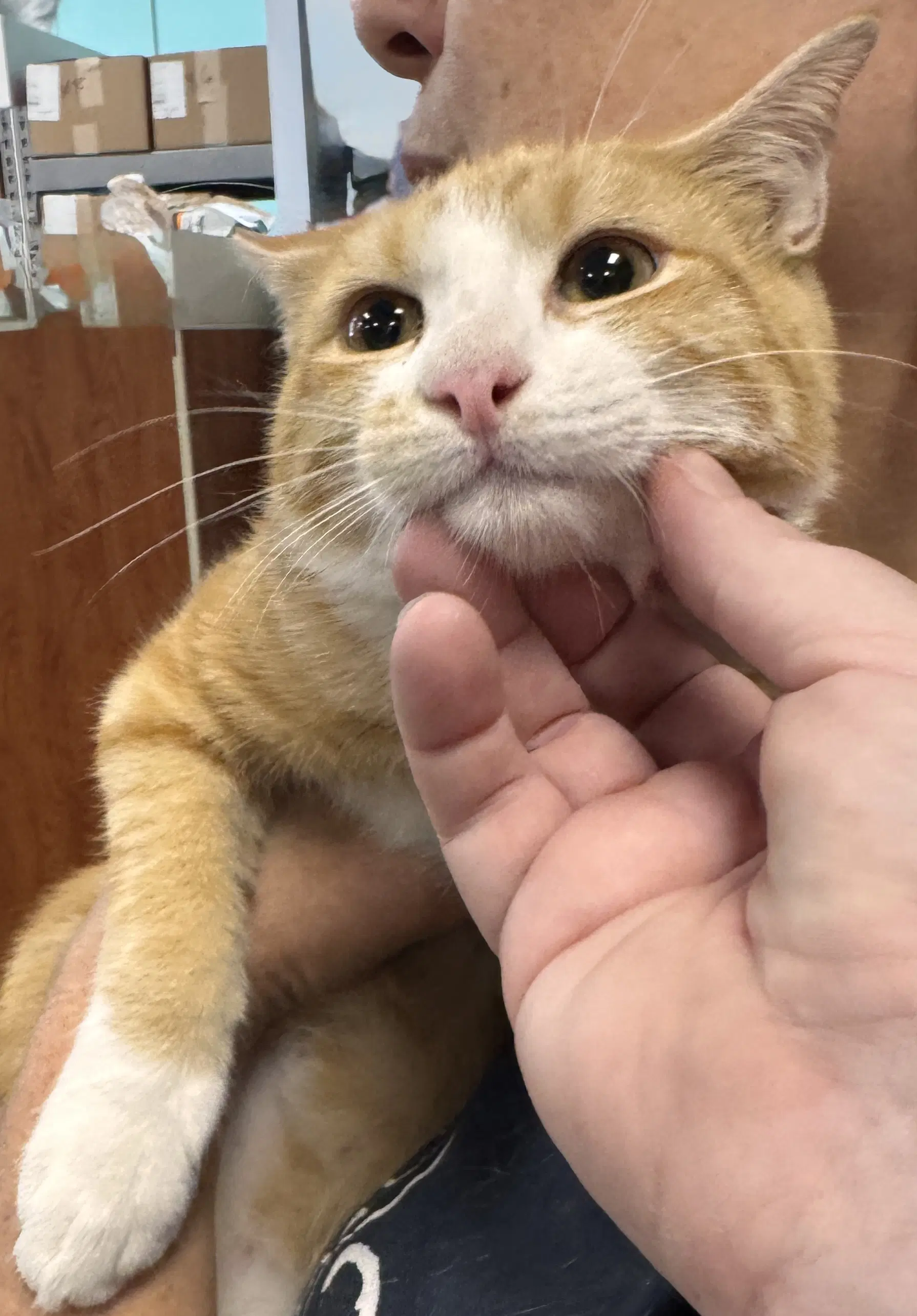 Oj - Domestic Short Hair