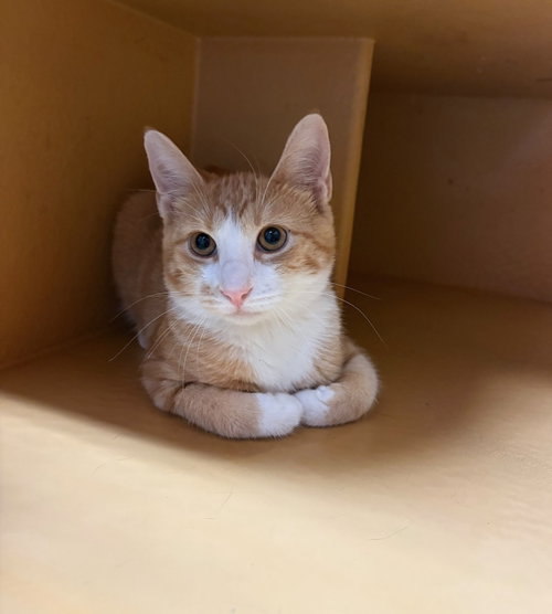 OJ, a cat for adoption from Brooklyn Animal Action