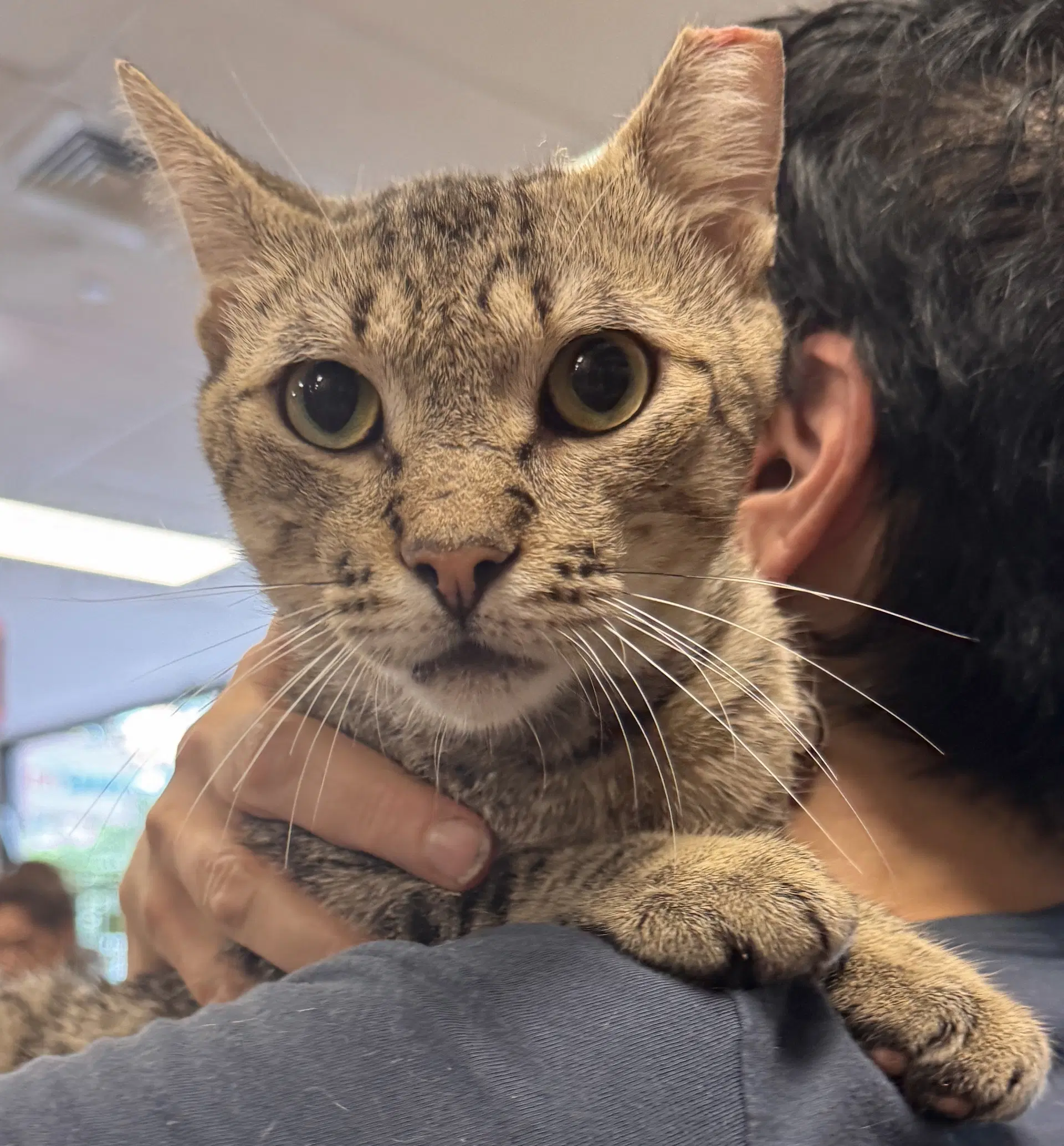 Taffy - Domestic Short Hair
