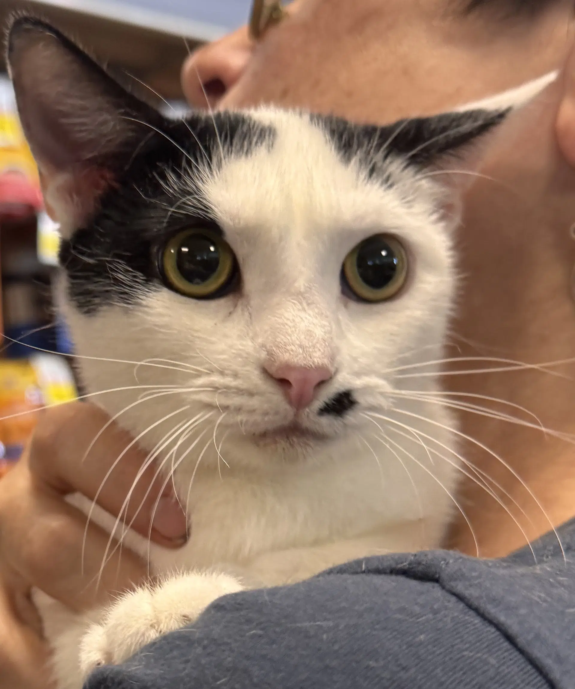 Fiat - Domestic Short Hair