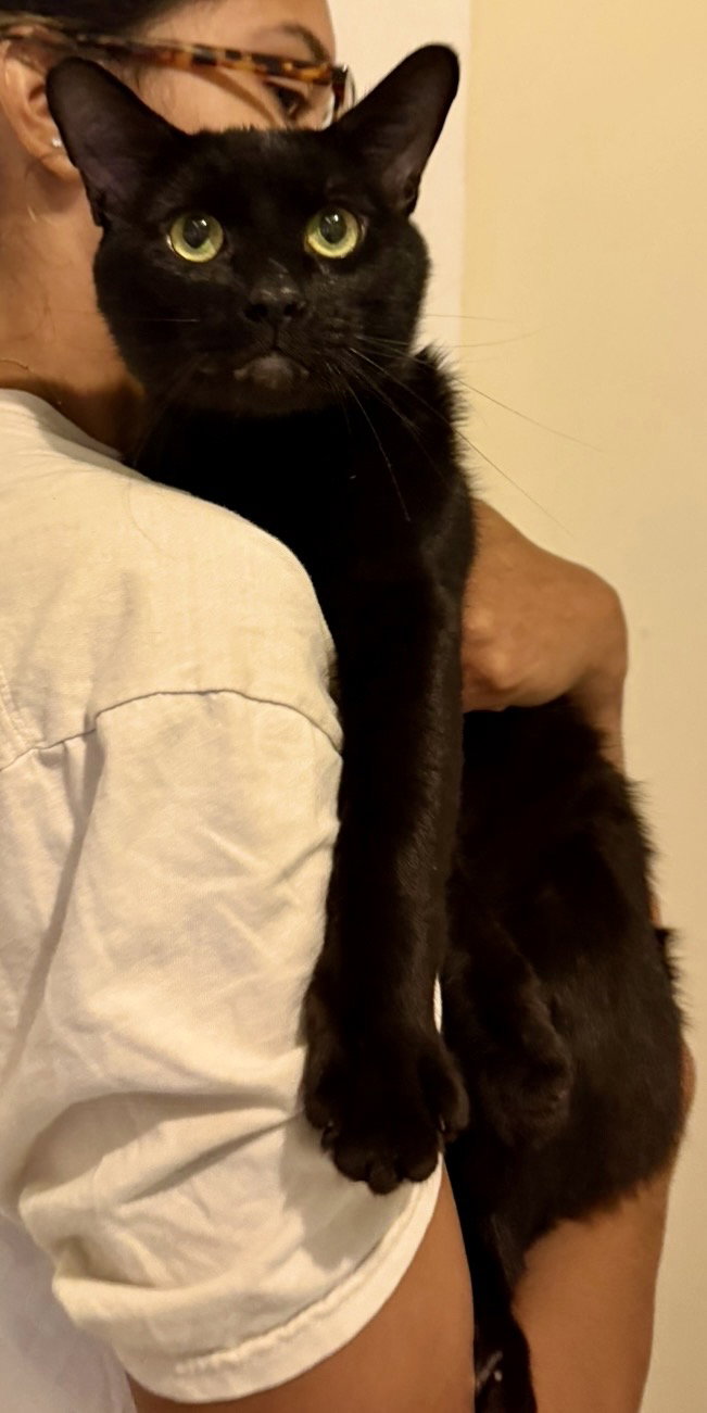 Ryan Meows-ling, cat