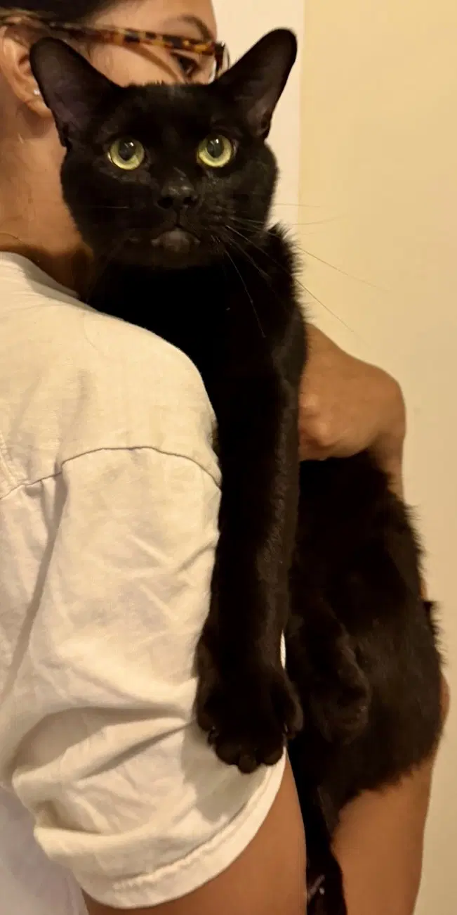 Ryan Meows-Ling - Domestic Short Hair