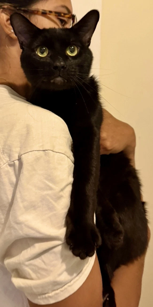 Ryan Meows-Ling