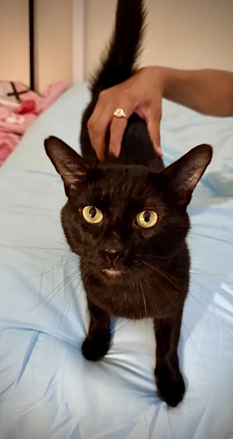 Ryan Meows-Ling image 2