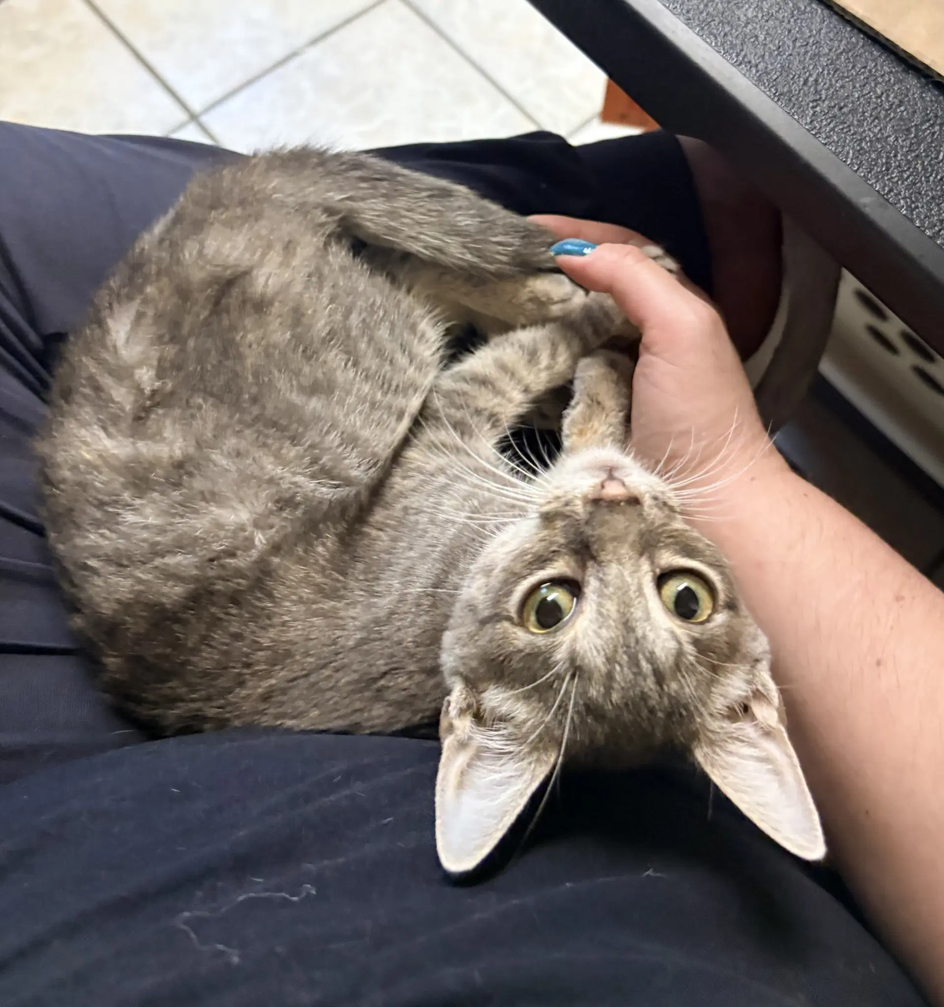 Daphne - Domestic Short Hair