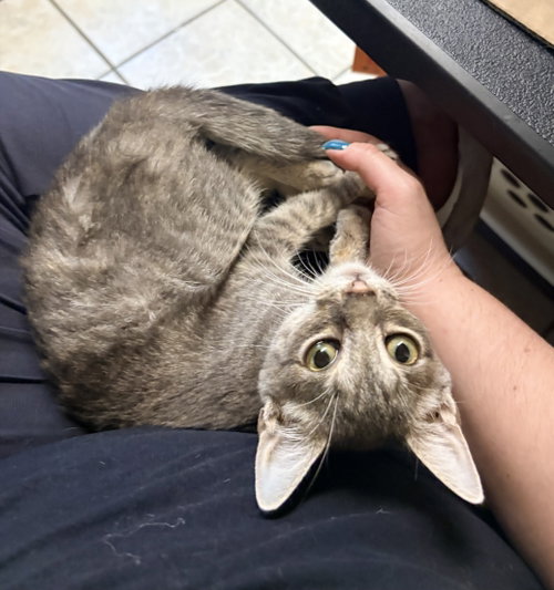 Daphne, a cat for adoption from Brooklyn Animal Action