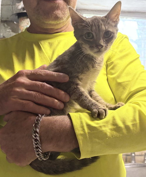 Daphne, Domestic Short Hair (short coat)