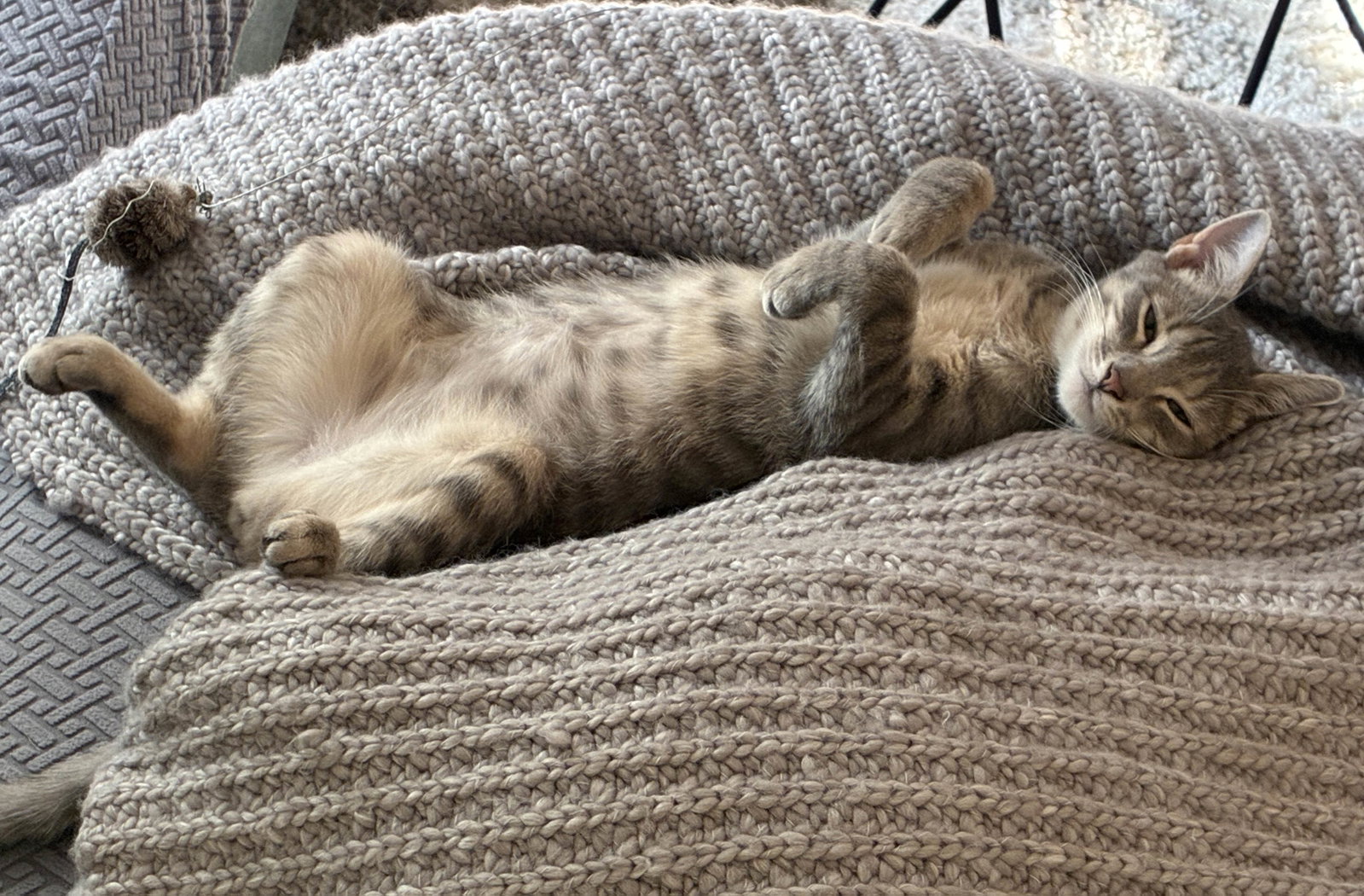 Daphne, photo 4