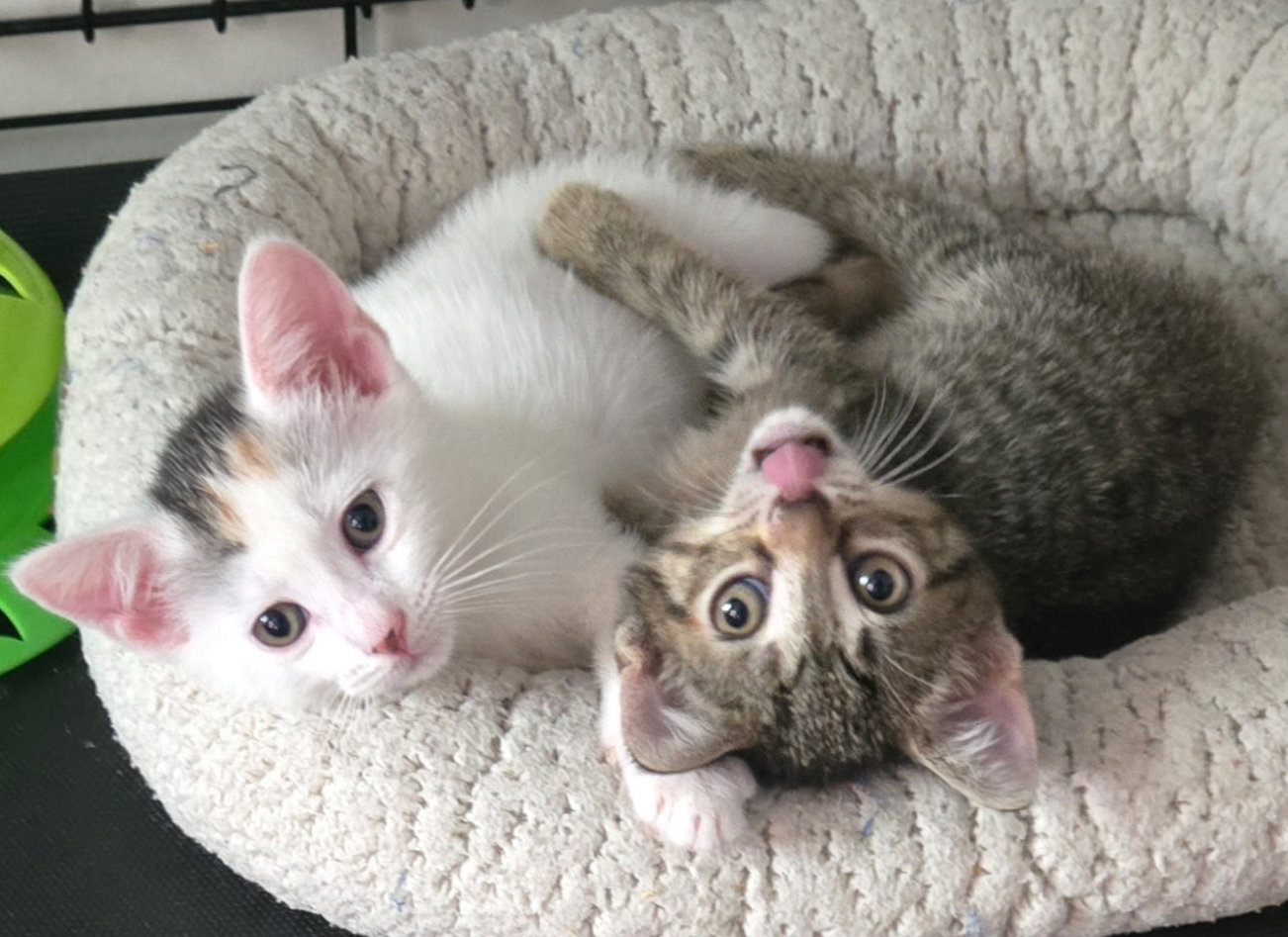 Anya and Elsa, photo 7