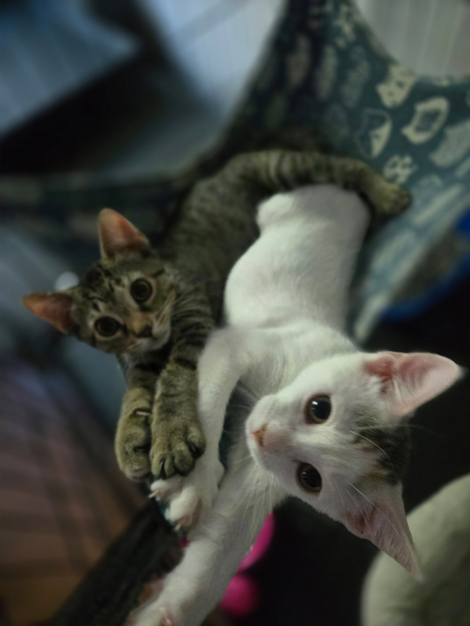 Anya and Elsa