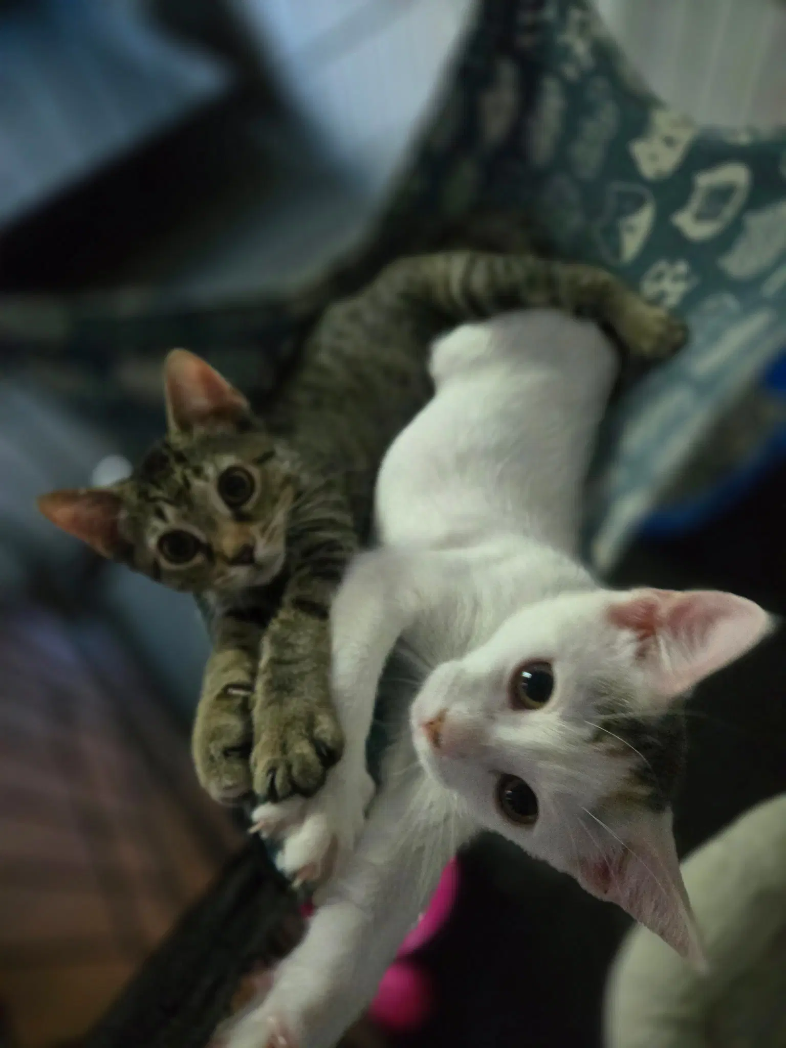 Anya And Elsa - Domestic Short Hair